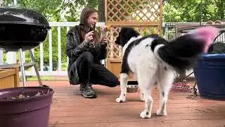 &ldquo;Juno&rdquo; AKC Trick Dog Performer