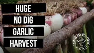 Huge No Dig Garlic Harvest from Compost Beds
