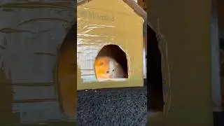 Rumah kucing kardus udah hancur 😭 #cat #kitten #catlover #anakkucinglucu #kucinglucu