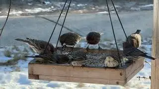 House Finch 