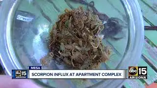 Woman claims scorpion influx at Mesa apartment complex