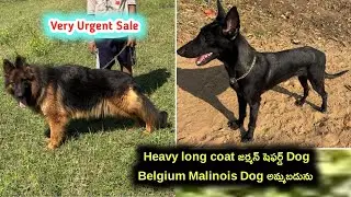 9866551181 | German shepherd, Belgium Malinois dogs for sale in telugu | Aj pets 