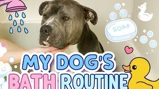 My Dog&rsquo;s Bath Routine | How I Bathe My American bully at Home
