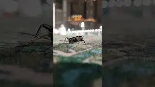 Black crickets strolls in peace at the Holy Mosque #hajj #mecca #makkah