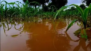 Its raining status | water in farming field | Hdr rain status | chidiya song[slowed] | ron__.editxx.
