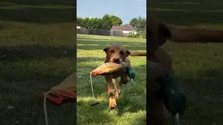 Fox Red Lab always delivering #dogtraining #foxredlab #gundogtraining #gundog