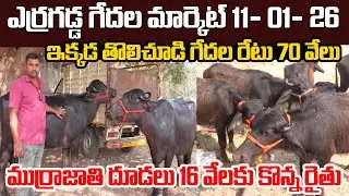 ఎర్రగడ్డ గేదల మార్కెట్...ఇక్కడ తొలిచూడి గేదల రేటు 70 వేలు |Erragadda Buffalo Market | Kiran TV Rythu