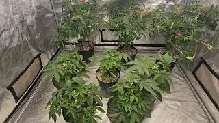 Clearwater genetics Faceoff OG x Gary satan update + clones + macro shots of recent harvest