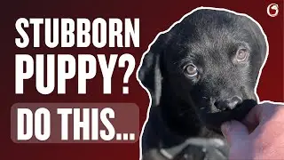 Your Puppy Doesn&rsquo;t Like Food? Do This! (4k)
