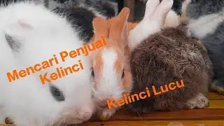 Kelinci Lucu Akhir nya Ketemu Juga