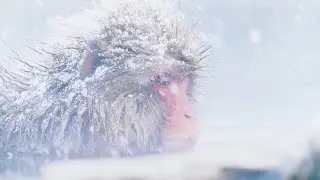 [Парк снежных обезьян] Удивительное место🐵 Обезьяны наслаждаются горячими источниками♨️　#japantravel