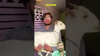 desi family ki bakri 🤣🔥 #comedy #funny #indian #shorts
