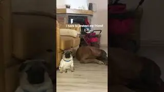 Pug protection 😂#shorts