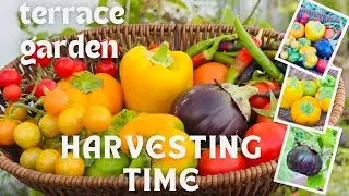 Vegetable harvest from my terrace garden /ടെറസിലെ വിളവെടുപ്പ് #oman #harvest #terracegarden #organic