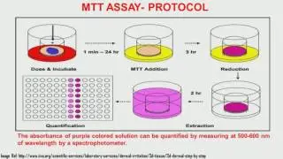 Lec23 in vitro testing