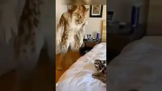 cat lover pets viral cat memes #ScaringCats #CatPranks #FunnyCats #creativecommons #nocopyrights