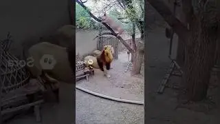 Two lions Vs A pig #cute #viral #funny #fy #Litmedia&Hailuoaivideo