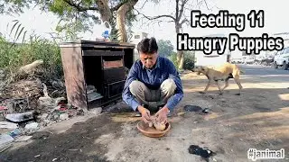 feeding eleven hungry puppies | they are waiting little mama to give milk
