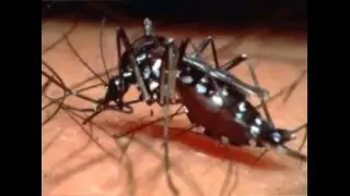 Zika Virus Destroy Mosquito Breeding Sites PSA 1