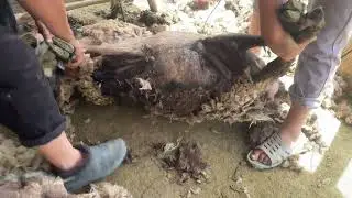 Sheep trimmet#sheep shearing #sheep goat hair cutting machine