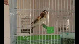 اضخم حسون رأيته بحياتي طائر الحسون الايطالي ثمنه 600دولار مع جمال العمواسي