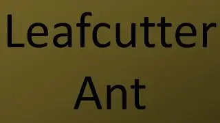How to pronounce Leafcutter Ant