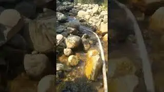 Running the Gravity Dredge California Gold#gold #californiagold #goldpannning #sluice #gravitydredge