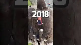 Eagle GPS Tracker Mystery!