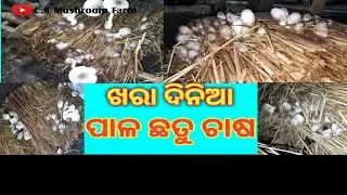 Summer season paddy straw mushroom cultivation @chandankumarnayak7582