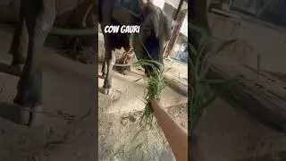 #cow Gauri #animal #cuteanimal #save #save cow #saftey cows 🐄#cute cow#animal lover #cow foods