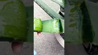 Fresh Aloe Vera Leaf Cut From Plant 🌿 | Natural Gel Inside #nature #cyborg #plants