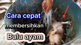 Harus tahu!! cara cepat membersihkan bulu ayam yang aman...