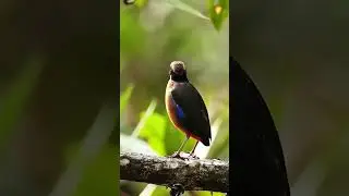 Suara burung paok pancawarna