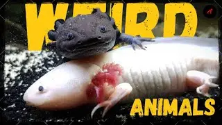 Weird Animals| Animals with incredible features