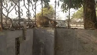 most beautiful cat video