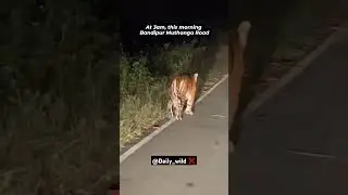 Unexpected sighting 🐯 #wildlife #tiger #elephant #lion #dear #bear #monkey #beautiful #animals