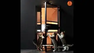 &ldquo;When the cats saw it&hellip; 🐱👀  #hdbdoor #interiordesign #hdbrenovation