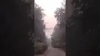 joypur forest area.