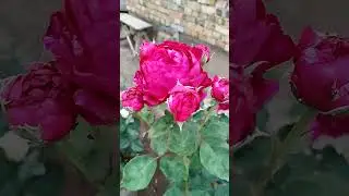 Rose Climber Eric Taberly (Red Eden Rose)