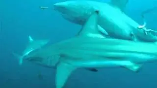 African Dive Adventures Bull shark dive