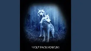 Wolf Pack Howling