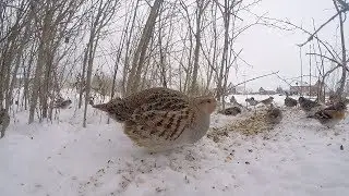 Poljska jarebica - Zitoradja zima