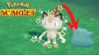 🔴 LIVE Shiny Hunting Ditto via Auto-battle! FOUND | Pok&eacute;mon Scarlet