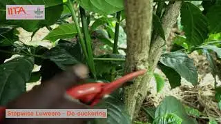 De-suckering