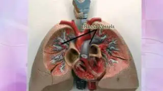Heart & Lungs - How They Are Made To Perform