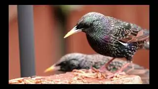Starlings, messy eaters