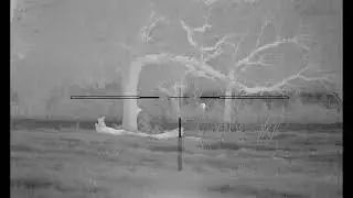 Quick stalk and shoot