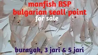 Manfish bulgarian green seal point BSP for sale ready size 2 jari s.d. 5 jari