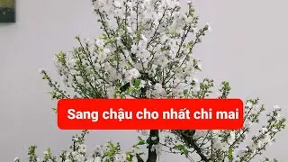 Thay chậu cho nhất chi mai