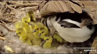 April 13 2025 Momma Goose & Six Adorable Goslings Will Soon Take a Leap of Faith Decorah Goose Cam